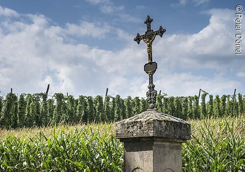 Ein Metallkreuz auf einer Steinsäule. Dahinter ein Hopfenfeld unter blauem Himmel mit weißen Wolken.