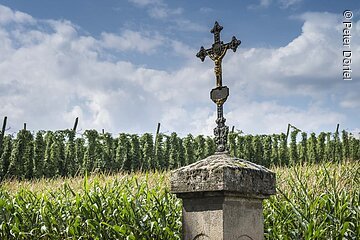 Ein Metallkreuz auf einer Steinsäule. Dahinter ein Hopfenfeld unter blauem Himmel mit weißen Wolken.