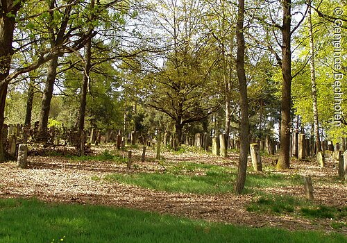 Ein Friedhof im Wald. Neben den vermossten Grabsteinen stehen Bäume.
