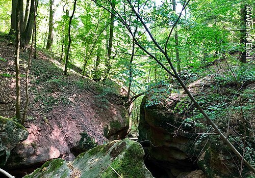 Ein Wald. Auf großen braunen Felsen wachsen Moos und Bäume.