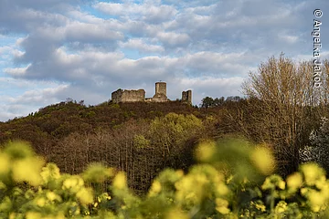 Rapsfeld, hinten Burgruine Wolfstein,  Neumarkt in der Oberpfalz, Bayern, Deutschland,