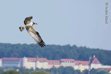 Ein Fischadler im Flug. Im Hintergund eine lange Burg.