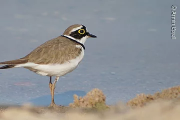 Nahaufnahme eines Flußregenpfeifer am Ufer eines Sees.