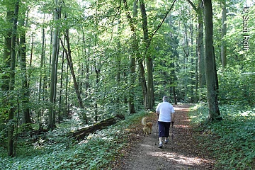Ein Nordic Walker maschiert durch den Weinbergpark bei Roth.