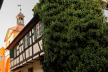 Seitliche Ansicht eines Fachwerkhauses. Braune Balen und weiße Fassade mit grünen Fensterläden. Die vordere Hälfte des Hauses ist mit Efeu bewachsen.