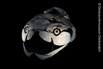 Fossiler Schädel eines Panzerfisches mit großen Kieferplatten vor schwarzem Hintergrund.
