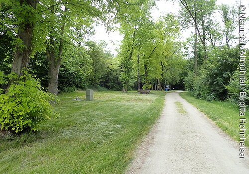 Auf dem Bootsrastplatz mit grüner Wiese stehen einige Bäume. Rechts geht ein geschotterter Weg hindurch.