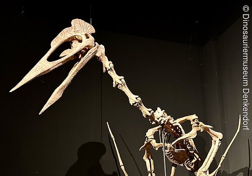 Skelett eines großen Flugsauriers mit langem Schnabel und Eiern auf schwarzem Podest vor dunklem Hintergrund.