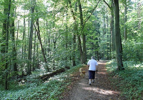 Ein Nordic Walker maschiert durch den Weinbergpark bei Roth.
