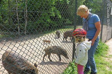 Wildschweine Pfofeld OT Langlau©Claudia Schmoll