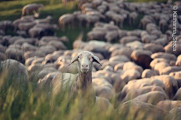 Schaf im Vordergrund, Herde hinten Dombuehl©Katharina Steca