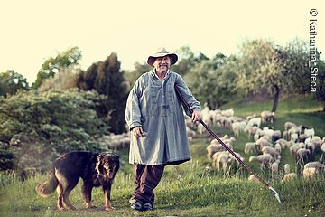 Schaefer, Hund und Schafe Dombuehl©Katharina Steca