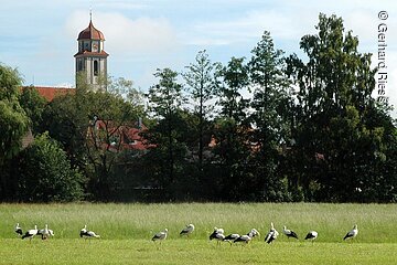 Störche Bechhofen©Gerhard Riess