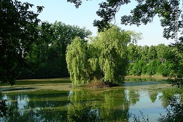 Teich in Weidenbach