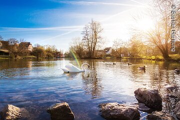 Schwanensee am Hilpoltsteiner Stadtweiher©Bastian Harttung